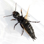 Ocypus olens  11586__25CHA04755o