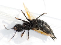 Ocypus olens  11587__25CHA04756o