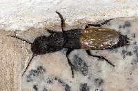 Ocypus olens  11589__25CHA04779o