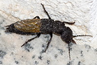 Ocypus olens  11590__25CHA04783o