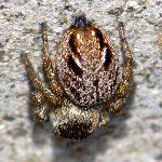 Evarcha arcuata  11592__25CHU05624x