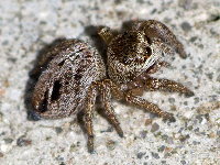 Evarcha arcuata  11593__25CHU05625x