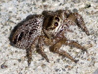 Evarcha arcuata  11594__25CHU05626x