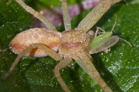 Philodromus albidus/rufus  11597__25CHS02130o