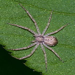 Philodromus dispar  11598__25CHU01946o
