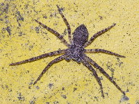 Philodromus buxi  11600__25CHS00269x
