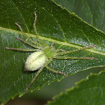 Micrommata virescens  11602__25CHA03806x