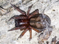 Callobius claustrarius  11603__25CHA01578x