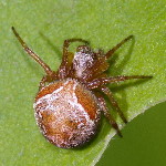 Araneus sturmi/triguttatus  11604__25CHA02258o