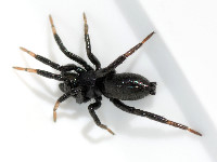 Drassyllus sp.  11605__25CHU00250x