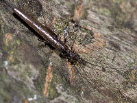 Leuctra sp.  11606__25CHS06239x