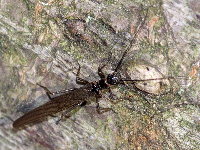 Leuctra sp.  11607__25CHS06242x