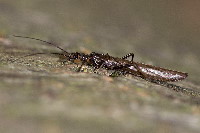 Leuctra sp.  11608__25CHS06240x