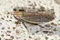 Psammotettix sp.  11609__25CHU06153x