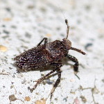 Asiraca clavicornis  11610__25CHU05937o