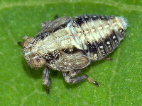 Issus sp.  11611__25CHS02045o