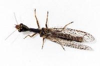 Xanthostigma xanthostigma  11612__25CHA01493o