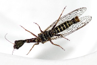 Xanthostigma xanthostigma  11614__25CHA01488o