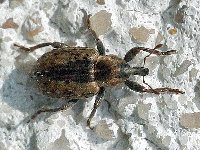 Hypera postica  11615__PV-SH143