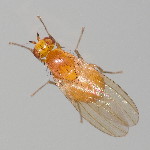 Lauxaniidae sp.  11616__25CHM06075x