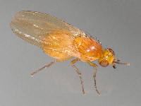 Lauxaniidae sp.  11617__25CHM06078x