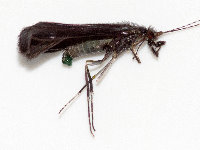 Mystacides azureus/niger  11626__25CHS02231o