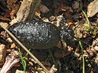 Meloe rugosus  11627__MW-SH146