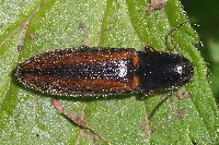 Athous vittatus  11628__MW-SH147