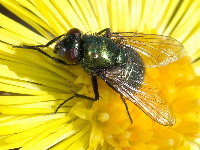 Neomyia cornicina  11629__26CHU00139x