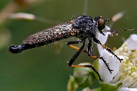 Neoitamus cyanurus  11630__MF-SH148