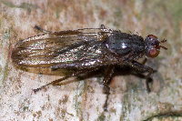 Dryope flaveola  11631__26CHU00237x