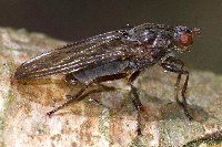 Dryope flaveola  11632__26CHU00238x