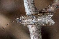 Tortricodes alternella  11633__26CHA00316o