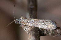 Tortricodes alternella  11634__26CHA00319o