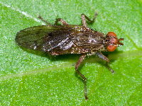 Scathophaga sp.  11635__25CHA01374o