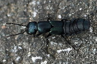 Ocypus ophthalmicus  11636__DE-SH149