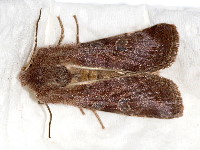 Orthosia incerta  11637__26CHM00491x