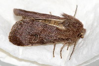 Orthosia incerta  11638__26CHM00487o