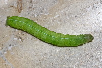 Orthosia incerta  11640__25CHM02403o