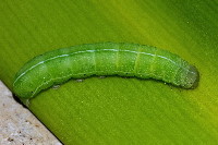 Orthosia incerta  11641__25CHM02406o