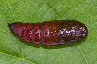 Orthosia incerta  11642__25CHM02658o