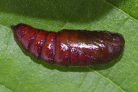 Orthosia incerta  11643__25CHM02652o