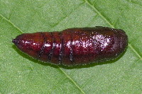 Orthosia incerta  11644__25CHM02648o