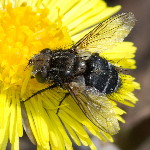 Gonia picea  11645__26CHU00345x