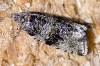 Orthotaenia undulana  11646__25CHU02968o