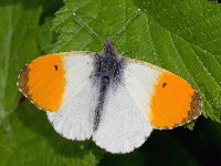 Anthocharis cardamines  11647__24CHS01743o