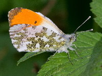 Anthocharis cardamines  11648__24CHS01738o