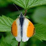 Anthocharis cardamines  11649__24CHS01735o