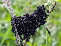 Aglais io  11650__24CHA03223o