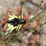 Libelloides coccajus  11651__RP-SH150